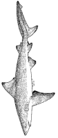 A coloring page of sea animal
